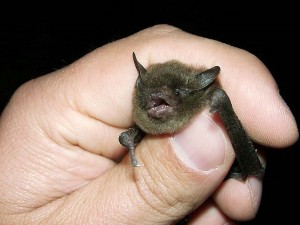 Myotis_sodalis