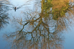 vijver van Park Oog in Al